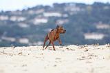 PINSCHER NAIN 004